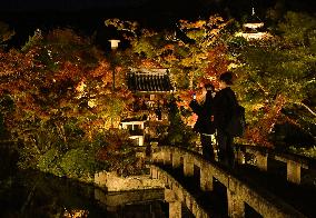 Maple trees lit up at Kyoto temple