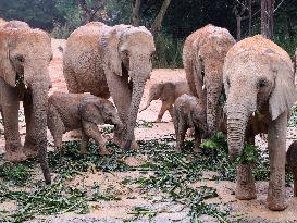 CHINA-GUANGDONG-AFRICAN ELEPHANT CALVES (CN)