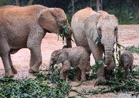 CHINA-GUANGDONG-AFRICAN ELEPHANT CALVES (CN)