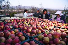 CHINA-GUIZHOU-WEINING-APPLES-HARVEST (CN)