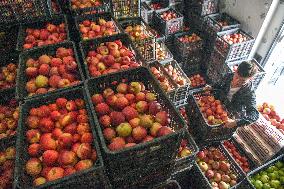 CHINA-GUIZHOU-WEINING-APPLES-HARVEST (CN)