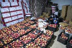 CHINA-GUIZHOU-WEINING-APPLES-HARVEST (CN)