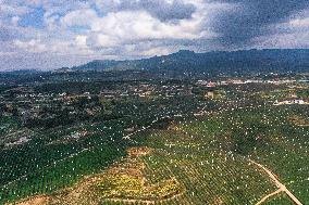 CHINA-GUIZHOU-WEINING-APPLES-HARVEST (CN)