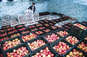 CHINA-GUIZHOU-WEINING-APPLES-HARVEST (CN)