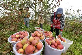 CHINA-GUIZHOU-WEINING-APPLES-HARVEST (CN)