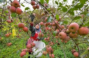 CHINA-GUIZHOU-WEINING-APPLES-HARVEST (CN)