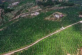 CHINA-GUIZHOU-WEINING-APPLES-HARVEST (CN)