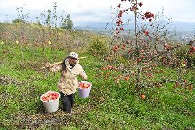 CHINA-GUIZHOU-WEINING-APPLES-HARVEST (CN)