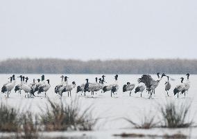 CHINA-GUIZHOU-WEINING-CAOHAI NATIONAL NATURE RESERVE-MIGRANT BIRDS (CN)