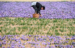 SPAIN-MADRIDEJOS-SAFFRON HARVEST