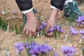 SPAIN-MADRIDEJOS-SAFFRON HARVEST