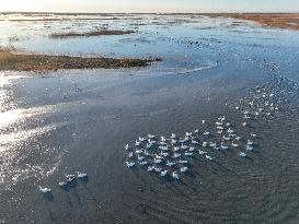 CHINA-JILIN-NATURE RESERVE-MIGRANT BIRDS (CN)