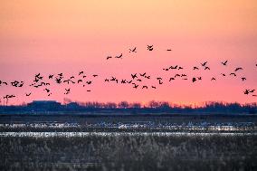 CHINA-JILIN-NATURE RESERVE-MIGRANT BIRDS (CN)