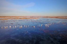 CHINA-JILIN-NATURE RESERVE-MIGRANT BIRDS (CN)