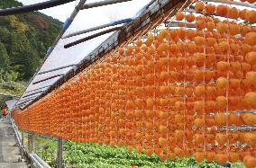 Production of skewered persimmons in western Japan