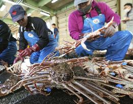 Snow crab fishing begins in western Japan