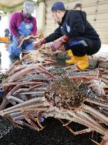 Snow crab fishing begins in western Japan