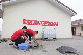 GHANA-ACCRA-CHINESE PROJECT-SEA TURTLE-PROTECTION