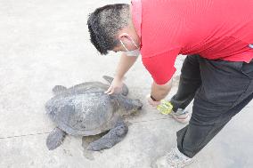 GHANA-ACCRA-CHINESE PROJECT-SEA TURTLE-PROTECTION