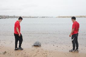 GHANA-ACCRA-CHINESE PROJECT-SEA TURTLE-PROTECTION