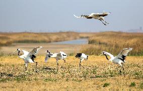 CHINA-LIAONING-PANJIN-WETLAND (CN)