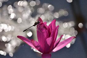INDIA-ASSAM-MORIGAON-WATER LILY-FISHING