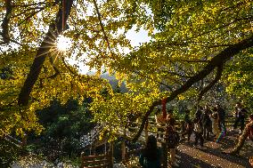 CHINA-GUIYANG-GINKGO TREES-SCENERY (CN)