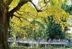 CHINA-GUIYANG-GINKGO TREES-SCENERY (CN)