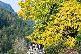 CHINA-GUIYANG-GINKGO TREES-SCENERY (CN)