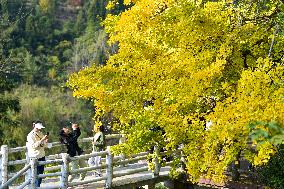 CHINA-GUIYANG-GINKGO TREES-SCENERY (CN)