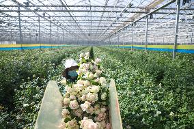 CHINA-GANSU-LANZHOU-FLORICULTURE INDUSTRY (CN)