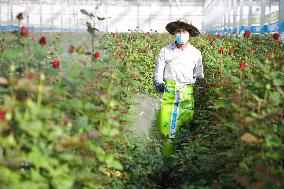 CHINA-GANSU-LANZHOU-FLORICULTURE INDUSTRY (CN)