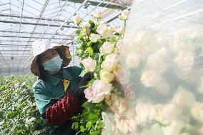 CHINA-GANSU-LANZHOU-FLORICULTURE INDUSTRY (CN)