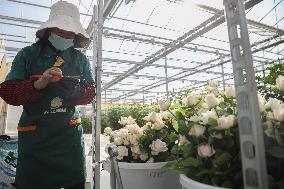 CHINA-GANSU-LANZHOU-FLORICULTURE INDUSTRY (CN)