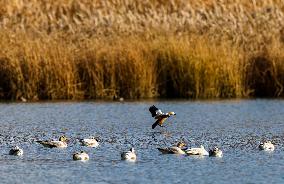 CHINA-TIBET-LHASA-WETLAND-SCENERY (CN)