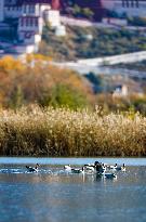 CHINA-TIBET-LHASA-WETLAND-SCENERY (CN)