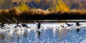 CHINA-TIBET-LHASA-WETLAND-SCENERY (CN)