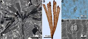 CHINA-YUNNAN-KUNMING-SCIENTISTS-PLANT FOSSILS-INSECT EGGS (CN)