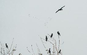 CHINA-JIANGSU-YANCHENG-WETLAND (CN)
