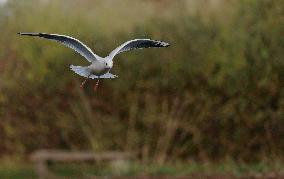 BRITAIN-LONDON-WETLAND CENTER-SCENERY