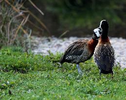 BRITAIN-LONDON-WETLAND CENTER-SCENERY