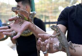 IRAQ-BAGHDAD-REPTILE FAIR