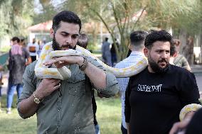 IRAQ-BAGHDAD-REPTILE FAIR