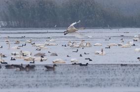 CHINA-ANHUI-LUJIANG-HUANGPI LAKE-ECOLOGICAL RESTORATION (CN)