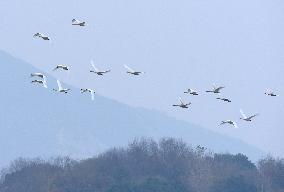 CHINA-ANHUI-LUJIANG-HUANGPI LAKE-ECOLOGICAL RESTORATION (CN)