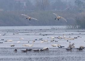 CHINA-ANHUI-LUJIANG-HUANGPI LAKE-ECOLOGICAL RESTORATION (CN)