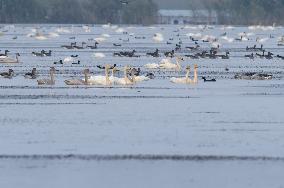 CHINA-ANHUI-LUJIANG-HUANGPI LAKE-ECOLOGICAL RESTORATION (CN)