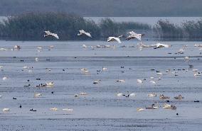 CHINA-ANHUI-LUJIANG-HUANGPI LAKE-ECOLOGICAL RESTORATION (CN)