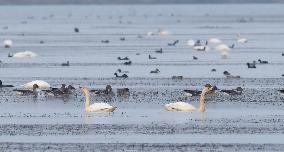 CHINA-ANHUI-LUJIANG-HUANGPI LAKE-ECOLOGICAL RESTORATION (CN)