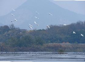 CHINA-ANHUI-LUJIANG-HUANGPI LAKE-ECOLOGICAL RESTORATION (CN)